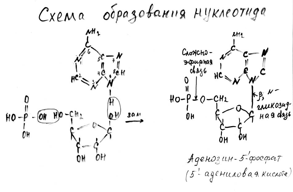 Первичная структура нуклеиновых кислот. - student2.ru