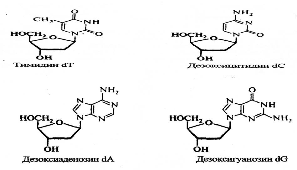 Первичная структура нуклеиновых кислот. - student2.ru