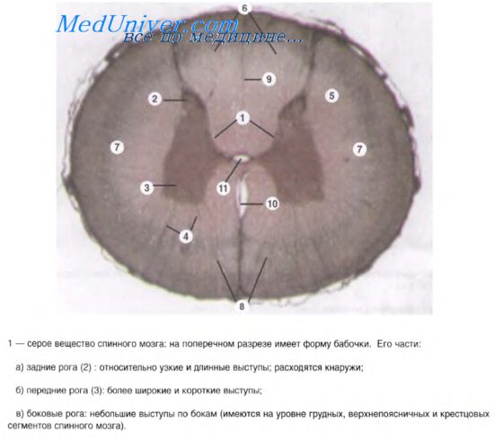 Пигментные клетки кожи головастика - student2.ru