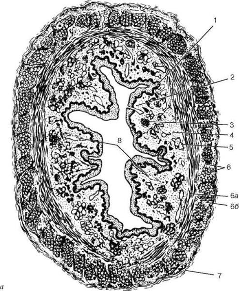 Пищевод: его строение и функции - student2.ru