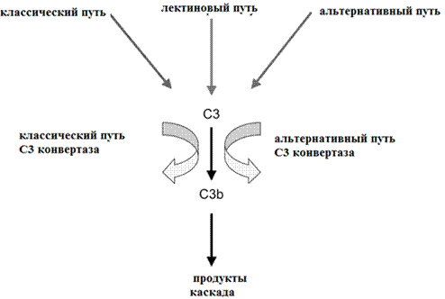 Плазменные (гуморальные) медиаторы - student2.ru