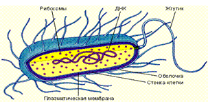Плазмиды внутри бактериальной клетки - student2.ru