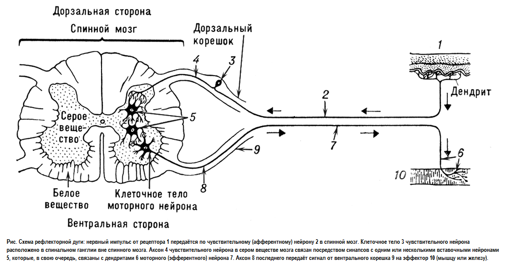 Плоскости разреза человека. - student2.ru