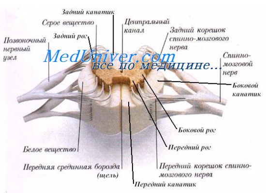 Плоскости разреза человека. - student2.ru