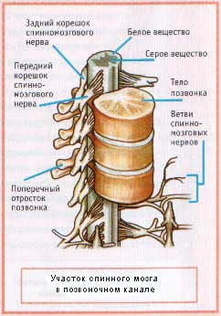 Плоскости разреза человека. - student2.ru