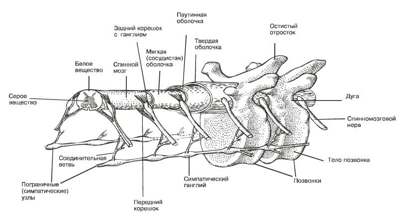 Плоскости разреза человека. - student2.ru