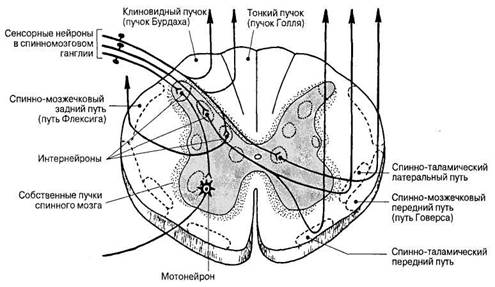 Плоскости разреза человека. - student2.ru