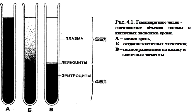 Плотная волокнистая соединительная ткань. - student2.ru