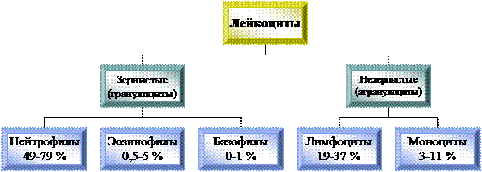 Плотная волокнистая соединительная ткань. - student2.ru