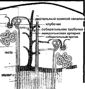 Почка, гематоксилин - эозин. - student2.ru