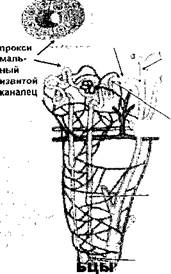 Почка, гематоксилин - эозин. - student2.ru