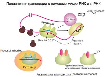 Подавление трансляции с помощью микроРНК - student2.ru