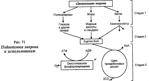 подготовка энергии к использованию (дыхание) - student2.ru