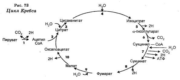 подготовка энергии к использованию (дыхание) - student2.ru