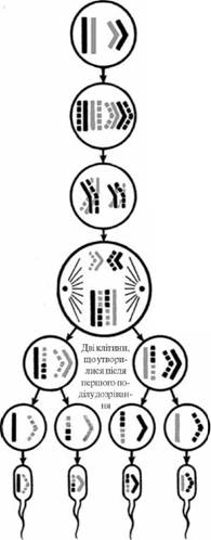 поділ клітини - student2.ru