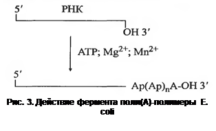 Поли(А)-полимераза Е. сoli - student2.ru