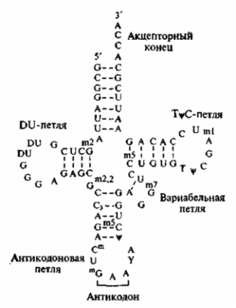 полиморфизм двойной спирали днк - student2.ru