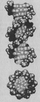 полиморфизм двойной спирали днк - student2.ru