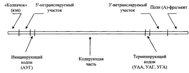 полиморфизм двойной спирали днк - student2.ru