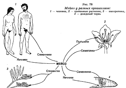 Половое размножение. Сперматогенез - student2.ru