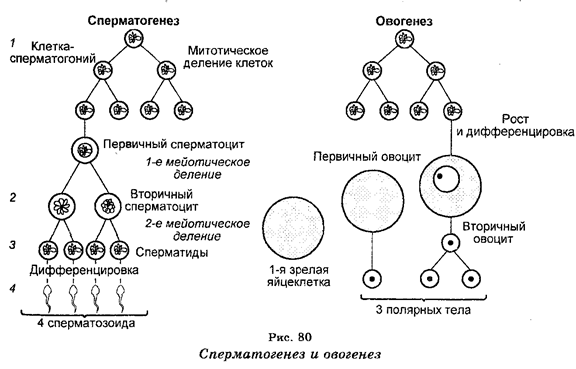 Половое размножение. Сперматогенез - student2.ru