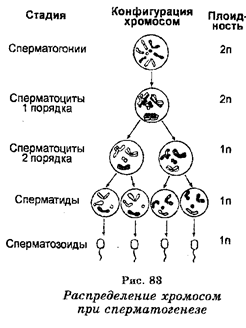 Половое размножение. Сперматогенез - student2.ru