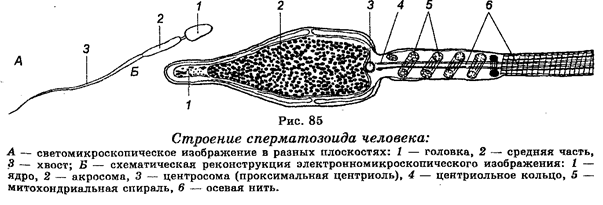 Половое размножение. Сперматогенез - student2.ru