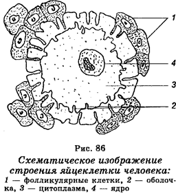 Половое размножение. Сперматогенез - student2.ru