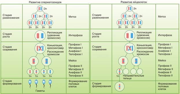 Половые клетки (гаметы). Строение. - student2.ru