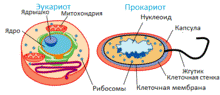 Положения клеточной теории Шлейдена-Шванна - student2.ru