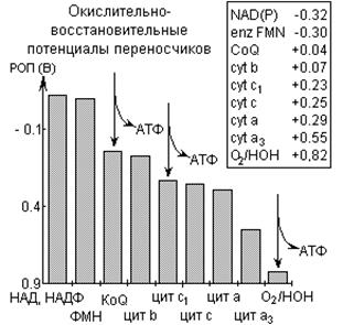 Понятие энергетического заряда клетки - student2.ru