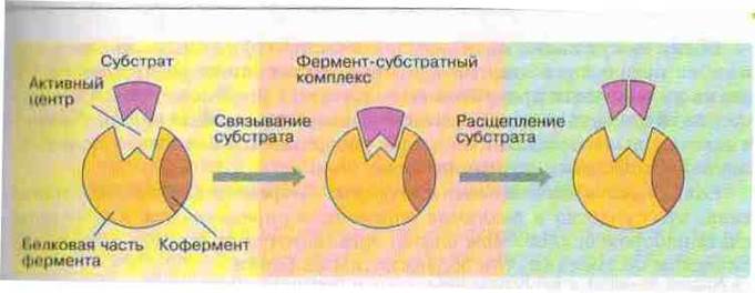 Поняття про авітаміноз, гіповітаміноз та гіпервітаміноз - student2.ru