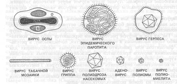 Порівняльна характеристика вірусів та клітинних мікроорганізмів - student2.ru