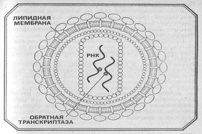 Порівняльна характеристика вірусів та клітинних мікроорганізмів - student2.ru