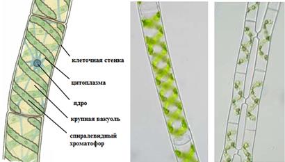 Порядок Zygnematales – Зигнемовые - student2.ru