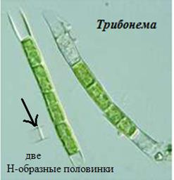 Порядок Zygnematales – Зигнемовые - student2.ru