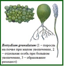 Порядок Zygnematales – Зигнемовые - student2.ru