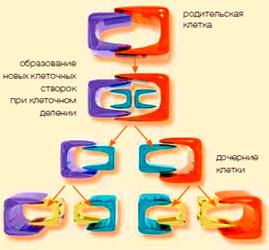 Порядок Zygnematales – Зигнемовые - student2.ru