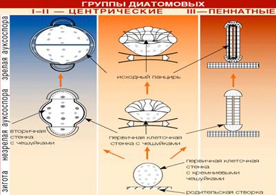 Порядок Zygnematales – Зигнемовые - student2.ru