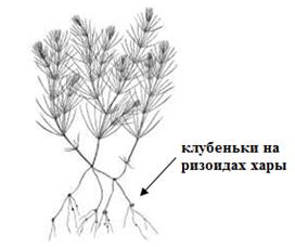 Порядок Zygnematales – Зигнемовые - student2.ru