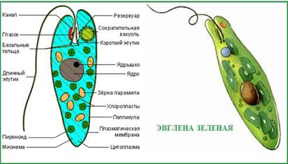 Порядок Zygnematales – Зигнемовые - student2.ru