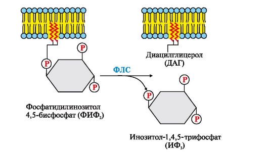 Последовательность событий передачи сигнала первичных мессенджеров с помощью инозитолфосфатной системы - student2.ru