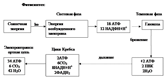 Постмитотический, или пресинтетический период G1 - student2.ru