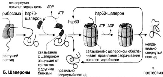 Посттрансляционные модификации полипептидной цепи - student2.ru