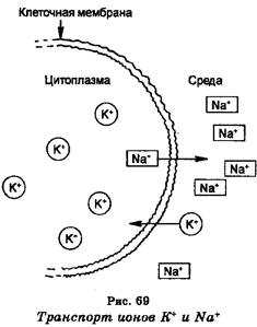 поступление вещества в клетки - student2.ru