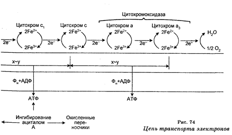 Поступление вещества в клетки - student2.ru