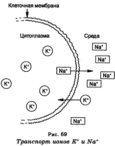 Поступление вещества в клетки - student2.ru