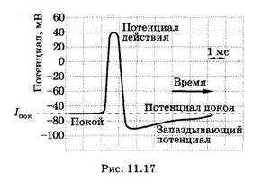 Потенциал действия и его распространение - student2.ru