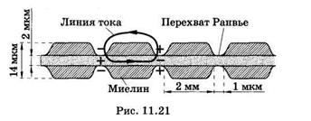 Потенциал действия и его распространение - student2.ru