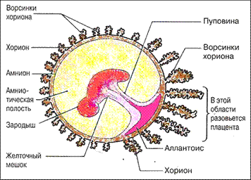 пренатальный период развития - student2.ru